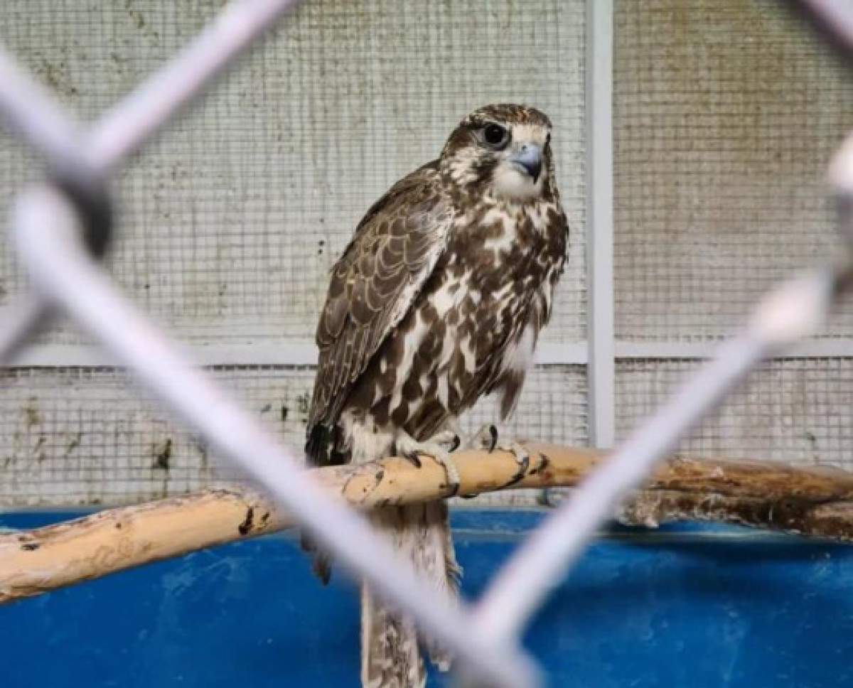 пресс-служба ДП ВКО