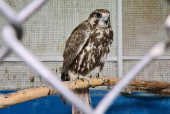 Фотография к новости: Краснокнижных птиц изъяли у двоих браконьеров в ВКО