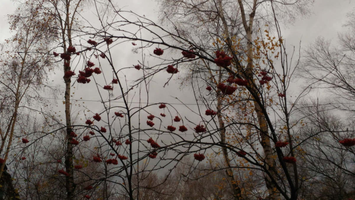 иллюстративное