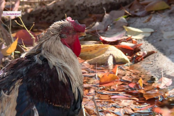 Фотография к новости: Неизвестный вирус убивает домашних птиц в Шымкенте