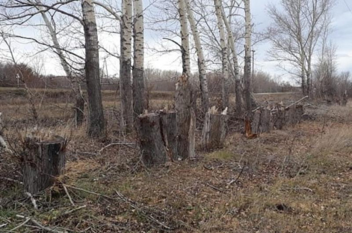 Неизвестные вырубили более 300 деревьев в ВКО