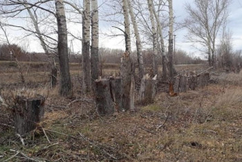 Фотография к новости: Неизвестные вырубили более 300 деревьев в ВКО