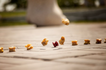 Фотография к новости: Сборная Акмолинской области по асық ату стала призером чемпионата страны