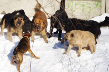 Фотография к новости: Собаки насмерть загрызли шестилетнюю девочку в Сатпаеве