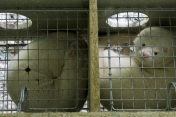 Фотография к новости: Более 200 сотрудников норковых ферм заразились коронавирусом в Дании