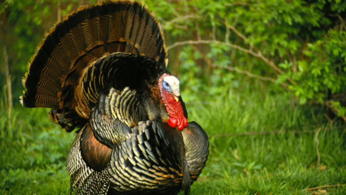 Птичий грипп обнаружен у индеек в Швеции