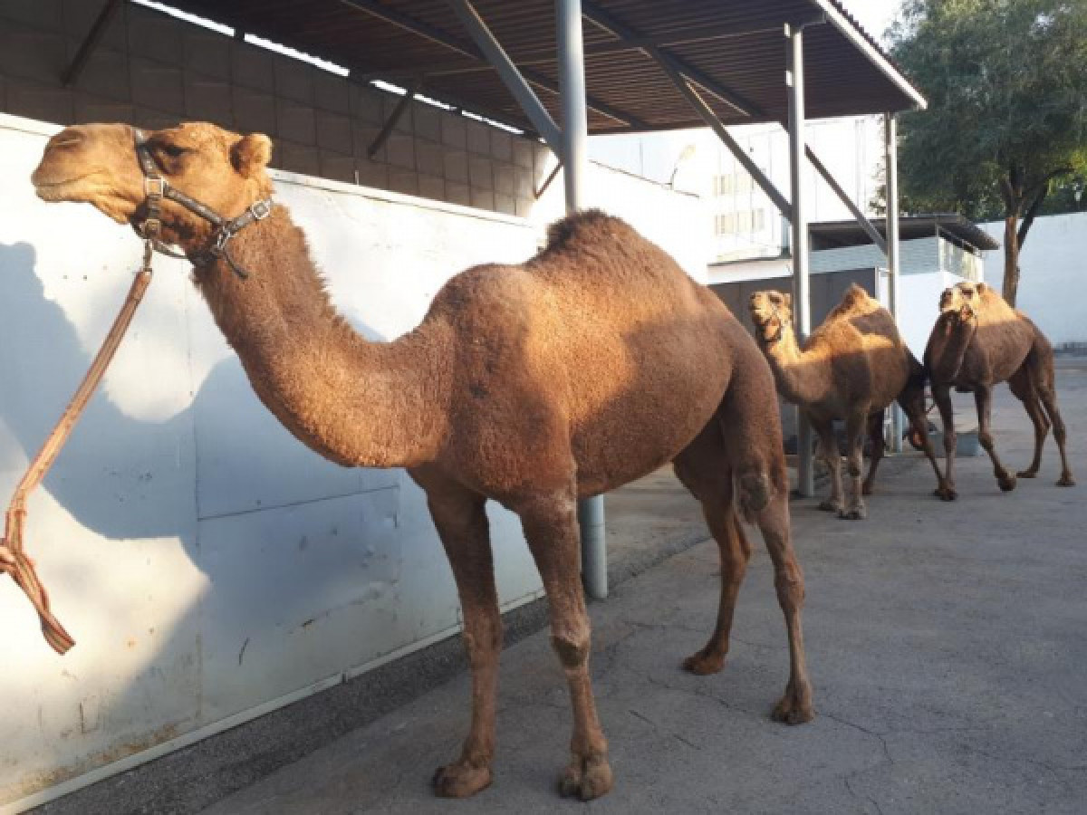 e-auction.gosreestr.kz