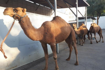 Фотография к новости: Цирковых верблюдов выставили на аукцион в Алматы
