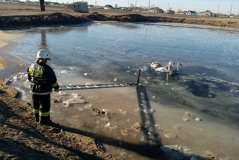 Фотография к новости: Лебеди примерзли к пруду в селе ЗКО