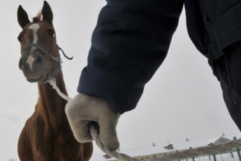 Фотография к новости: Более тысячи скотокрадов задержали с начала года в Казахстане