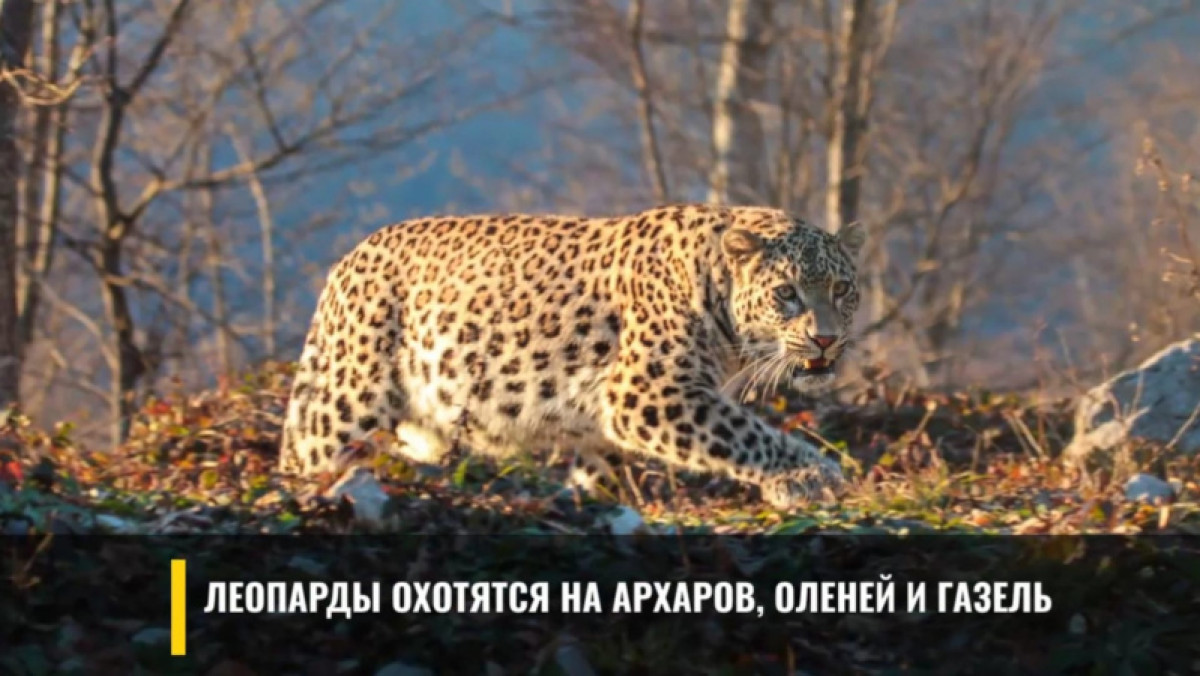 кадр из видео