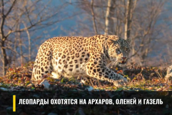 Фотография к новости: Переднеазиатского леопарда сняли на видео в Устюртском заповеднике