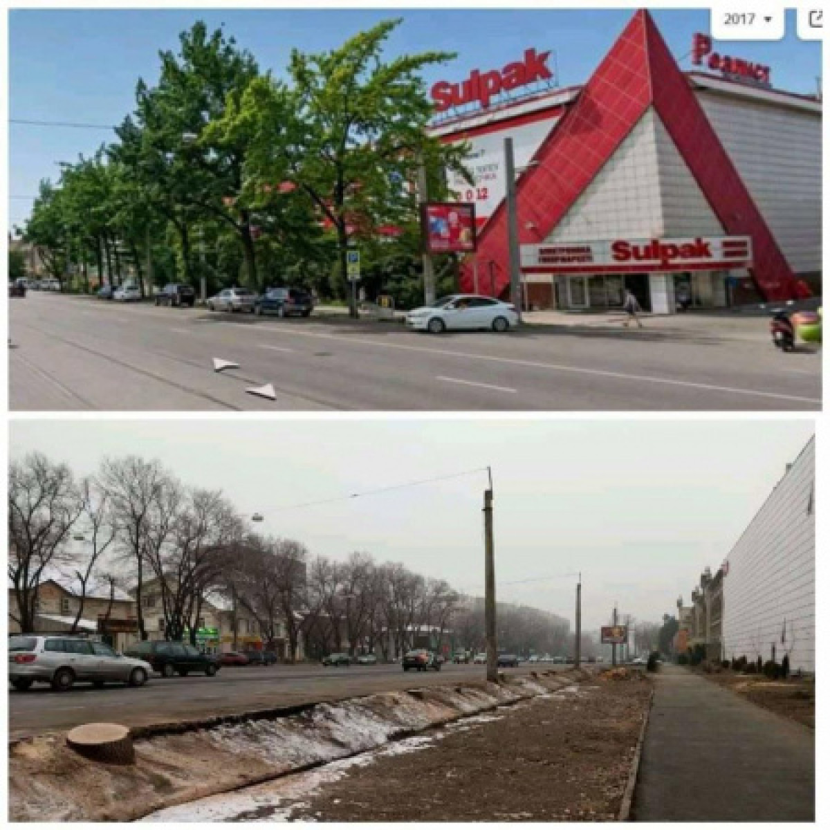 Сагинтаев отреагировал на вырубку деревьев в Алматы