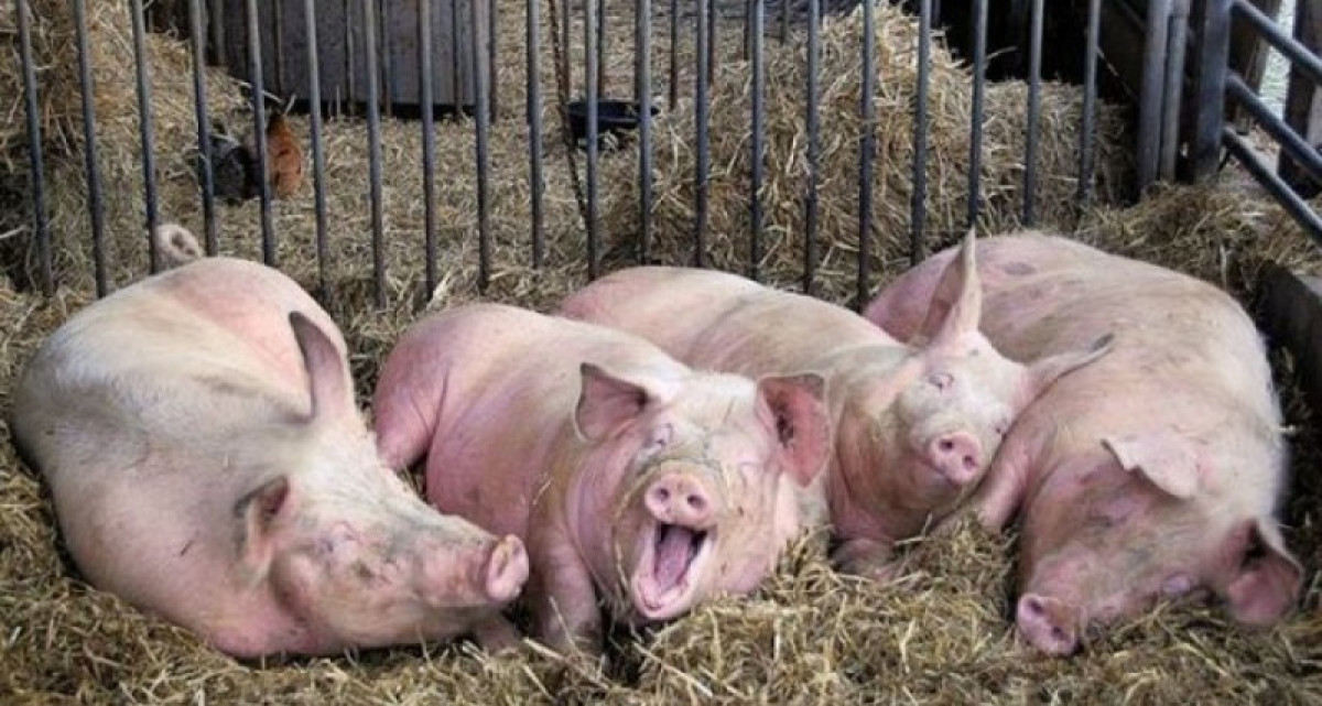 иллюстративное 