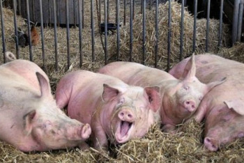 Фотография к новости: Жители села в Актюбинской области требуют закрыть свиноферму