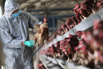 Фотография к новости: Массовую вакцинацию птиц проведут в Костанайской области