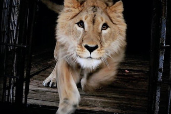 Фотография к новости: Льву Симбе построили большой вольер в зоопарке Алматы