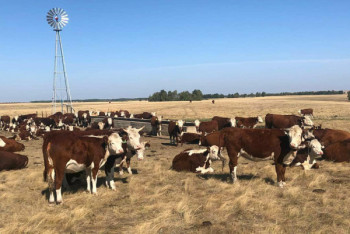 Фотография к новости: 97 мясных и 18 молочно-товарных ферм созданы в Акмолинской области