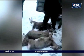 Фотография к новости: Браконьеры ради забавы убили шесть косуль в Актюбинской области