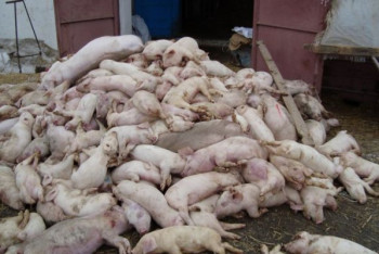 Фотография к новости: Из-за вспышки африканской чумы у свиней усилен контроль на границе СКО