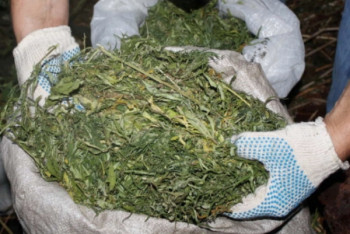 Фотография к новости: Пастуху грозит до семи лет тюрьмы за хранение марихуаны в Жамбылской области