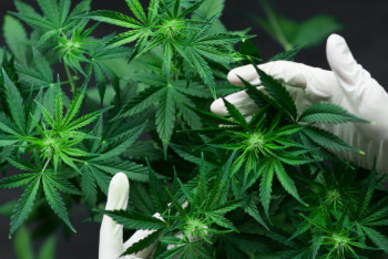 Фотография к новости: "Речь о легализации каннабиса не идет": в МИД РК прокомментировали решение комиссии ООН