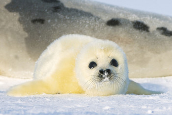 Фотография к новости: В поисках мамы: в Сети появилось видео с новорожденным тюленем на Каспии
