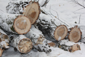 Наказание за незаконную вырубку деревьев могут ужесточить в РК