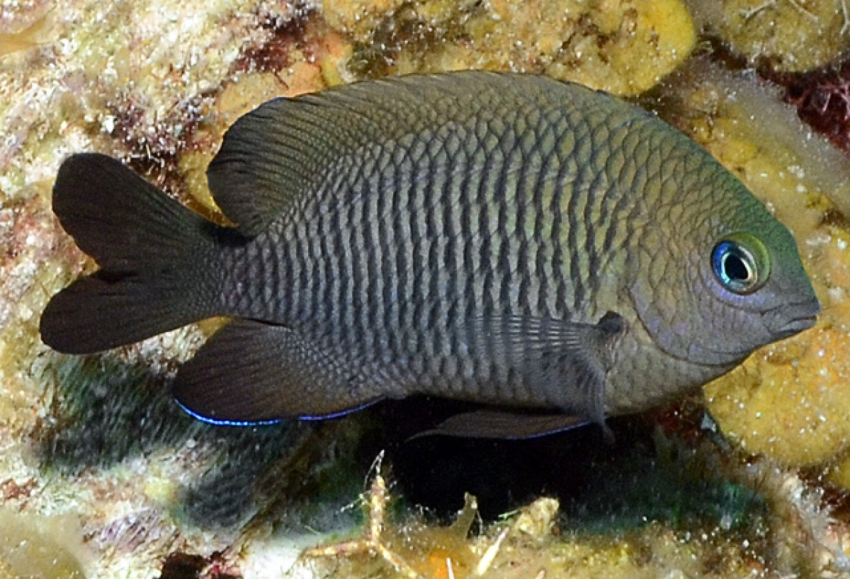 Рыбы тоже заводят себе домашних животных