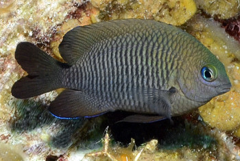 Фотография к новости: Рыбы тоже заводят себе домашних животных