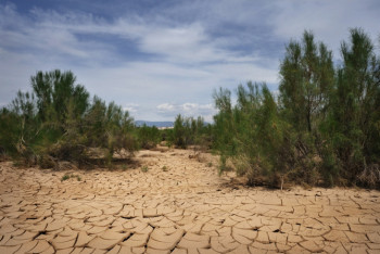 Фотография к новости: Лес появится на высохшем дне Аральского моря