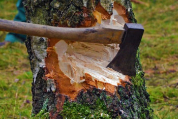 Увеличены штрафы за незаконную вырубку деревьев в Казахстане