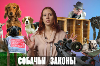 Фотография к новости: "Разрешали пострелять в собак за деньги" – шокирующие детали скандала в "Астана Ветсервисе" в проекте "О важном"