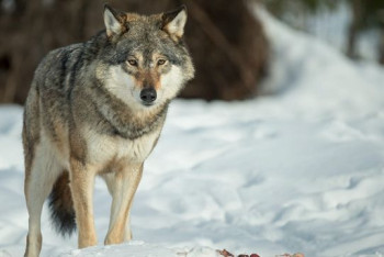 Фотография к новости: Волк напал на женщину в Костанайской области