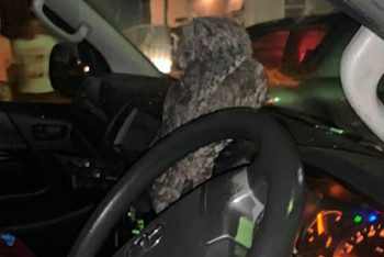 Фотография к новости: В Австралии сова устроила ДТП и скрылась с места аварии