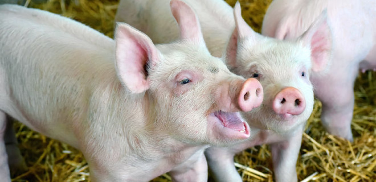 иллюстративное