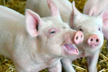 Фотография к новости: Генно-модифицированных свиней впервые в истории разрешили использовать для медицины и пищи