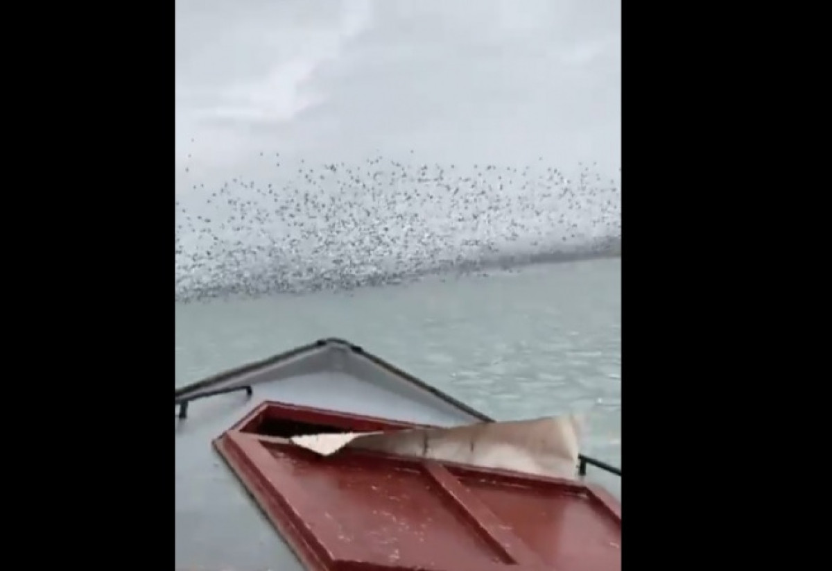 Рыбаки, таранившие стаю диких уток на Каспии, заплатят штраф