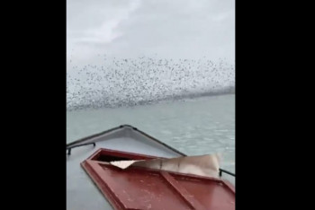 Фотография к новости: Рыбаки, таранившие стаю диких уток на Каспии, заплатят штраф