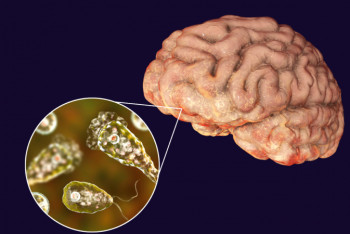 Фотография к новости: Поедающая мозг амеба начала распространение в северных районах Земли