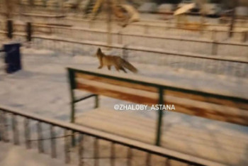 Дикую лису и зайца заметили в центре Нур-Султана