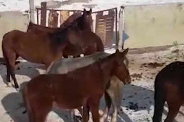 Фотография к новости: 26 лошадей украли у олимпийского призера Танатарова в Жамбылской области