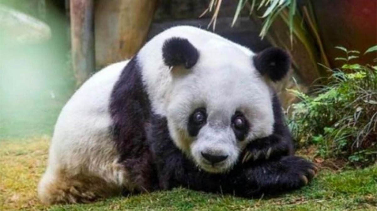 instagram/@lipe_rezende_