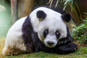 Фотография к новости: В Китае умерла старейшая в мире панда