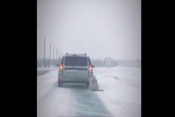 Фотография к новости: Собаку привязали к машине и волокли по асфальту в Павлодарской области