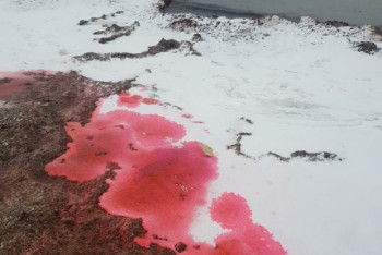 Фотография к новости: Вода окрасилась в красный цвет вдоль побережья в Актау