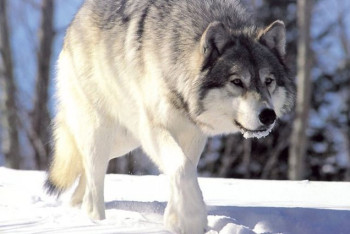 Фотография к новости: Маленький пес спас мальчика от волка в Коми