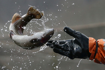 345 миллиардов тенге инвестиций попытается привлечь Минэкологии в рыбную отрасль