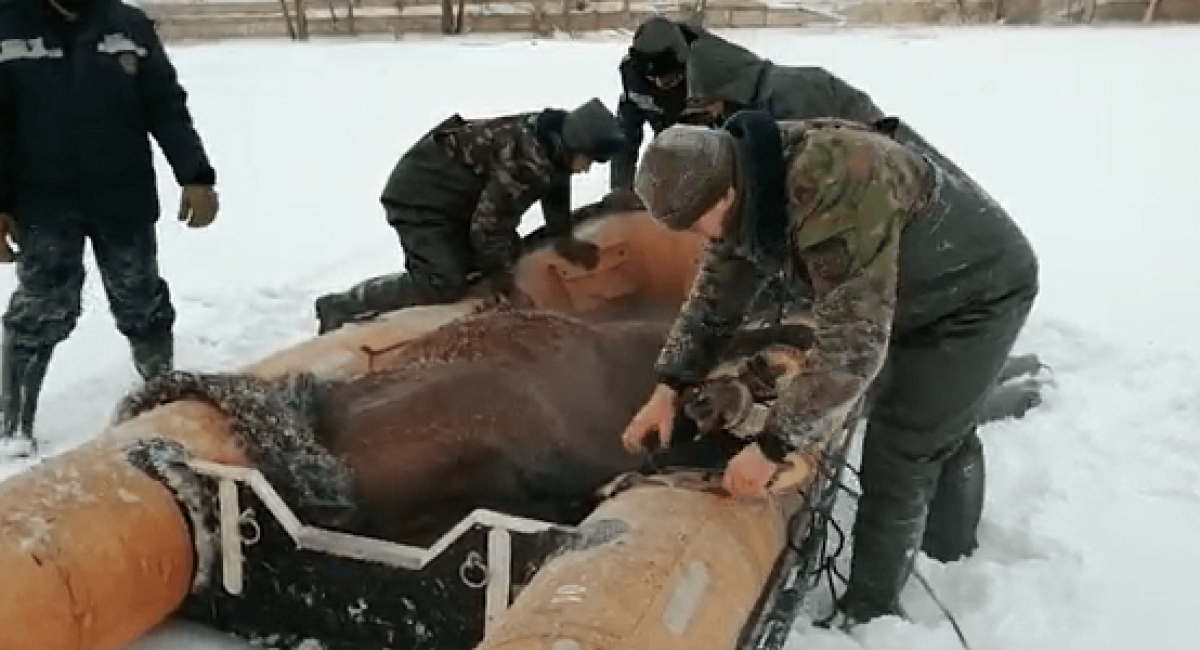 Операцию по спасению застрявших на острове лошадей провели в ВКО