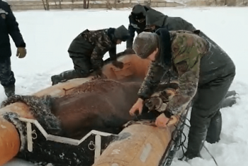 Фотография к новости: Операцию по спасению застрявших на острове лошадей провели в ВКО